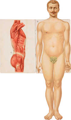 Платен М. Новый способ лечения. Лечение целебными силами природы. [В 4-х томах]. Т. 1-4. СПб., [1902-1909].